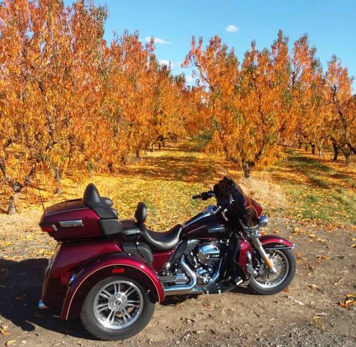 Harley trike